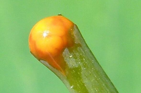 Propiedades de la celidonia en el tratamiento de los papilomas.